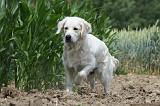 GOLDEN RETRIEVER 644